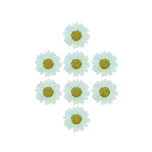 Kurutulmuş Papatya Açık Turkuaz 8 Adet